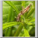 Nemoura cf cinerea - Steinfliege 01.jpg